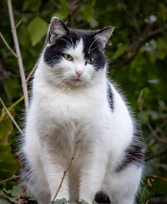 Ливадия, окрестности Котиков там немеряные стада. На этом и следующих фото представлена только их (поголовья котиков) мельчайшая часть.