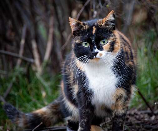 Ливадия, набережная